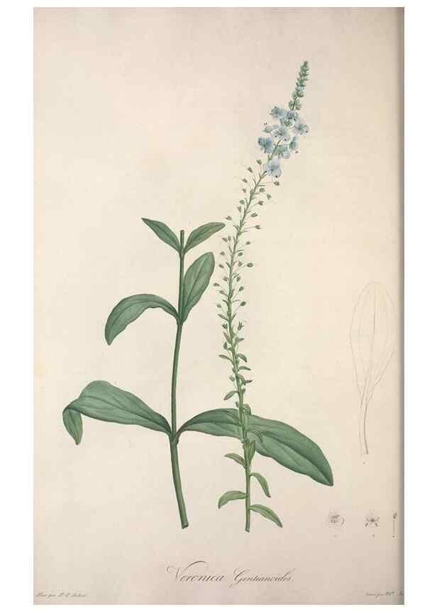 Reproducción/Reproduction 49498966818: Jardin de la Malmaison. A Paris :De l'imprimerie de Crapelet, et se trouve chez l'auteur ...,1803-1804.. 