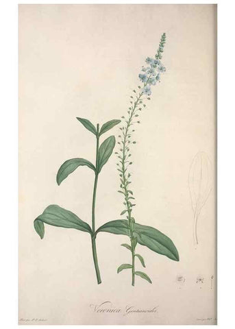 Reproducción/Reproduction 49498966818: Jardin de la Malmaison. A Paris :De l'imprimerie de Crapelet, et se trouve chez l'auteur ...,1803-1804.. 