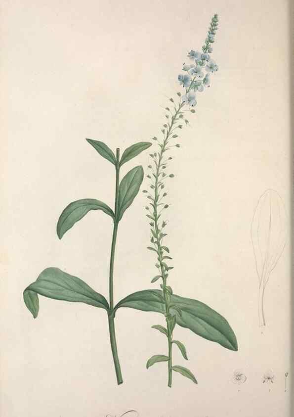 Reproducción/Reproduction 49498966818: Jardin de la Malmaison. A Paris :De l'imprimerie de Crapelet, et se trouve chez l'auteur ...,1803-1804.. 