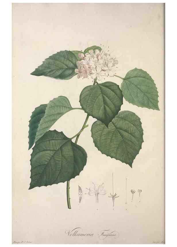 Reproducción/Reproduction 49499685752: Jardin de la Malmaison. A Paris :De l'imprimerie de Crapelet, et se trouve chez l'auteur ...,1803-1804.. 