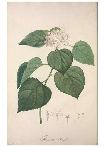 Reproducción/Reproduction 49499685752: Jardin de la Malmaison. A Paris :De l'imprimerie de Crapelet, et se trouve chez l'auteur ...,1803-1804.. 