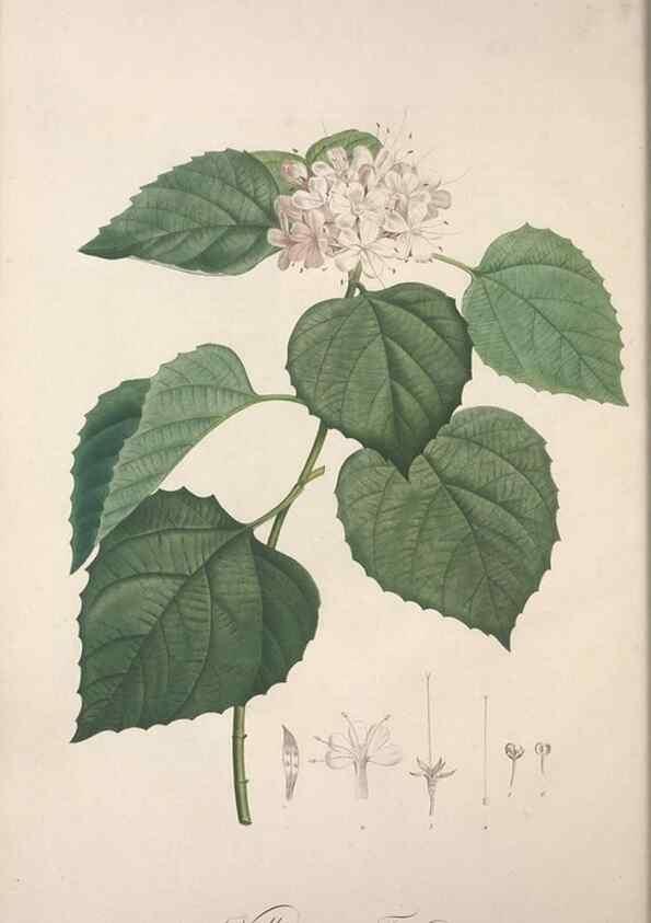 Reproducción/Reproduction 49499685752: Jardin de la Malmaison. A Paris :De l'imprimerie de Crapelet, et se trouve chez l'auteur ...,1803-1804.. 