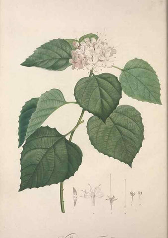 Reproducción/Reproduction 49499685752: Jardin de la Malmaison. A Paris :De l'imprimerie de Crapelet, et se trouve chez l'auteur ...,1803-1804.. 