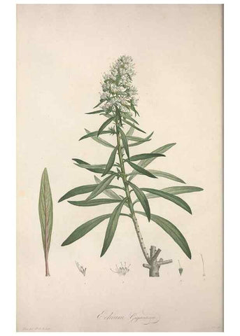 Reproducción/Reproduction 49499686012: Jardin de la Malmaison. A Paris :De l'imprimerie de Crapelet, et se trouve chez l'auteur ...,1803-1804.. 