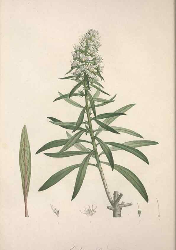 Reproducción/Reproduction 49499686012: Jardin de la Malmaison. A Paris :De l'imprimerie de Crapelet, et se trouve chez l'auteur ...,1803-1804.. 