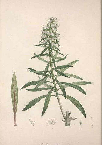 Reproducción/Reproduction 49499686012: Jardin de la Malmaison. A Paris :De l'imprimerie de Crapelet, et se trouve chez l'auteur ...,1803-1804.. 