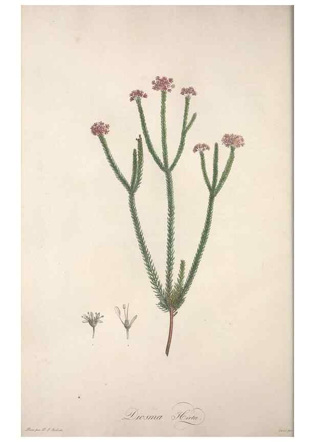 Reproducción/Reproduction 49498963643: Jardin de la Malmaison. A Paris :De l'imprimerie de Crapelet, et se trouve chez l'auteur ...,1803-1804.. 