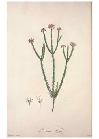 Reproducción/Reproduction 49498963643: Jardin de la Malmaison. A Paris :De l'imprimerie de Crapelet, et se trouve chez l'auteur ...,1803-1804.. 