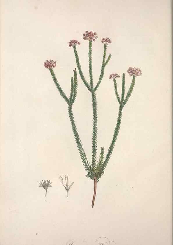 Reproducción/Reproduction 49498963643: Jardin de la Malmaison. A Paris :De l'imprimerie de Crapelet, et se trouve chez l'auteur ...,1803-1804.. 