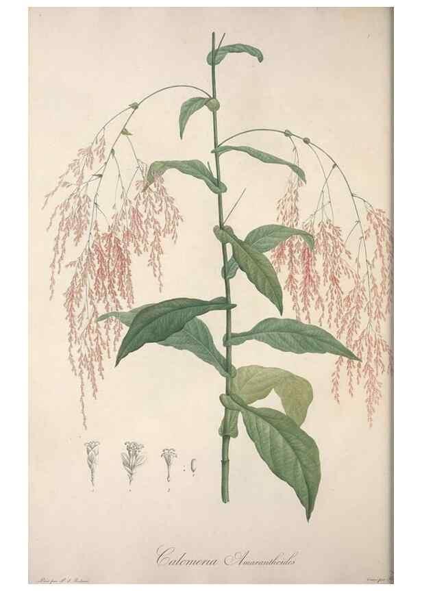 Reproducción/Reproduction 49499686542: Jardin de la Malmaison. A Paris :De l'imprimerie de Crapelet, et se trouve chez l'auteur ...,1803-1804.. 