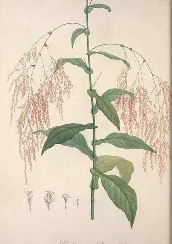 Reproducción/Reproduction 49499686542: Jardin de la Malmaison. A Paris :De l'imprimerie de Crapelet, et se trouve chez l'auteur ...,1803-1804.. 