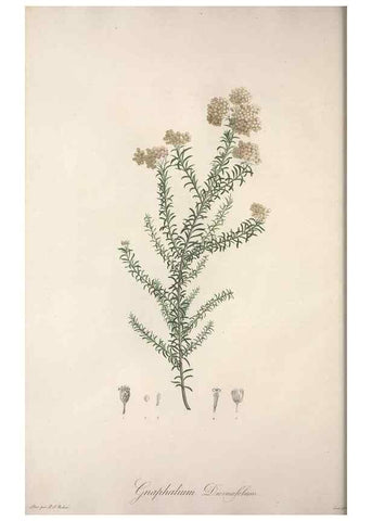 Reproducción/Reproduction 49499686842: Jardin de la Malmaison. A Paris :De l'imprimerie de Crapelet, et se trouve chez l'auteur ...,1803-1804.. 