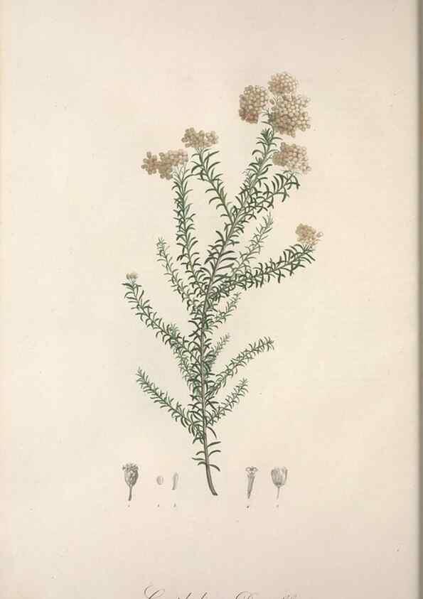 Reproducción/Reproduction 49499686842: Jardin de la Malmaison. A Paris :De l'imprimerie de Crapelet, et se trouve chez l'auteur ...,1803-1804.. 