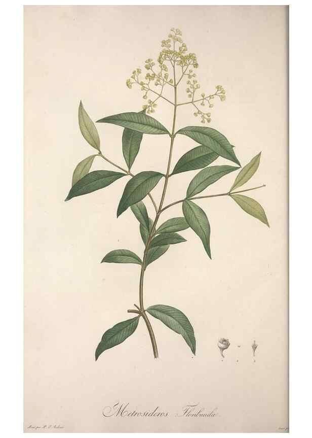 Reproducción/Reproduction 49499462906: Jardin de la Malmaison. A Paris :De l'imprimerie de Crapelet, et se trouve chez l'auteur ...,1803-1804.. 