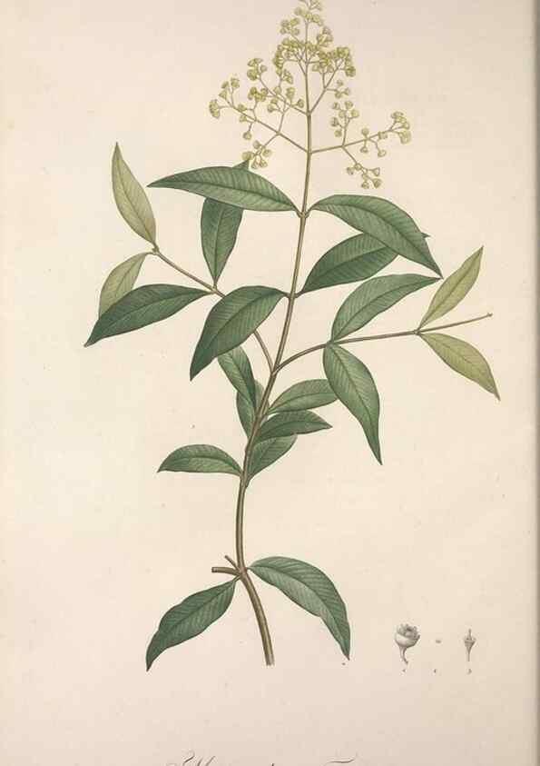 Reproducción/Reproduction 49499462906: Jardin de la Malmaison. A Paris :De l'imprimerie de Crapelet, et se trouve chez l'auteur ...,1803-1804.. 