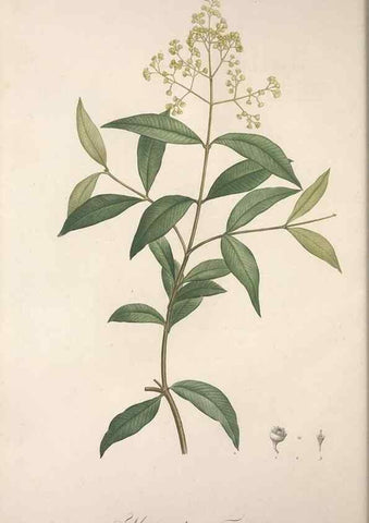 Reproducción/Reproduction 49499462906: Jardin de la Malmaison. A Paris :De l'imprimerie de Crapelet, et se trouve chez l'auteur ...,1803-1804.. 