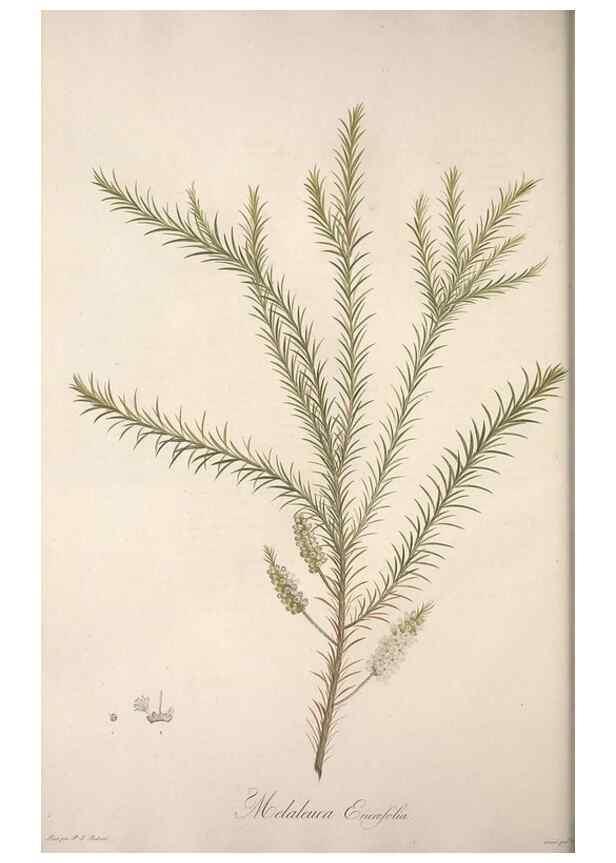 Reproducción/Reproduction 49498964608: Jardin de la Malmaison. A Paris :De l'imprimerie de Crapelet, et se trouve chez l'auteur ...,1803-1804.. 