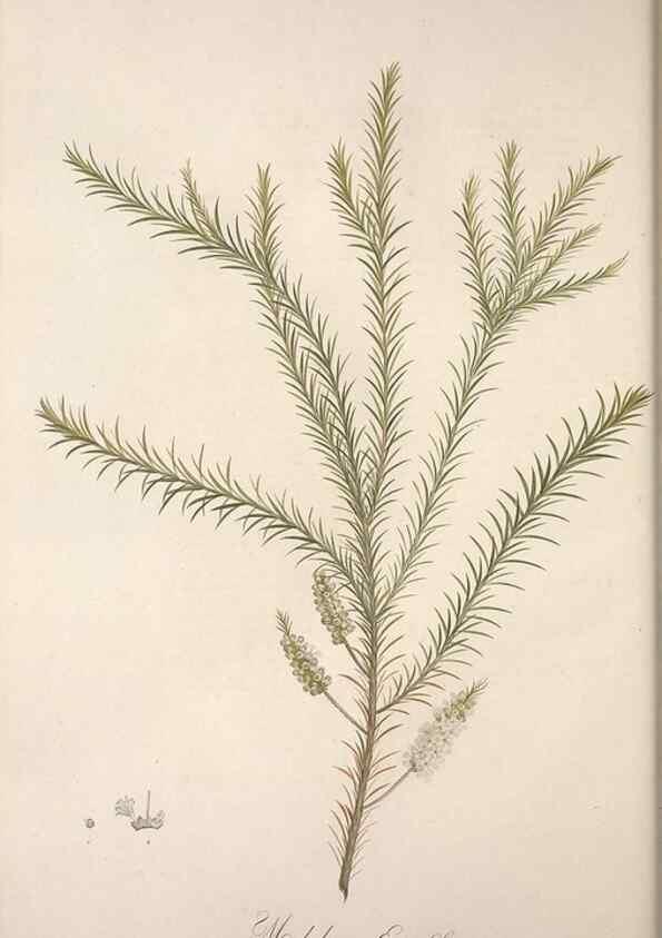 Reproducción/Reproduction 49498964608: Jardin de la Malmaison. A Paris :De l'imprimerie de Crapelet, et se trouve chez l'auteur ...,1803-1804.. 