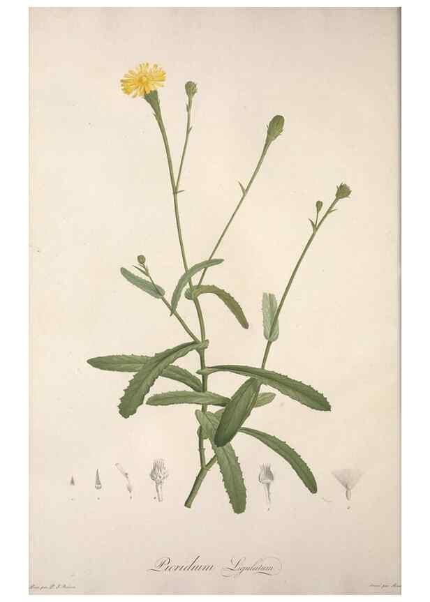 Reproducción/Reproduction 49499685417: Jardin de la Malmaison. A Paris :De l'imprimerie de Crapelet, et se trouve chez l'auteur ...,1803-1804.. 