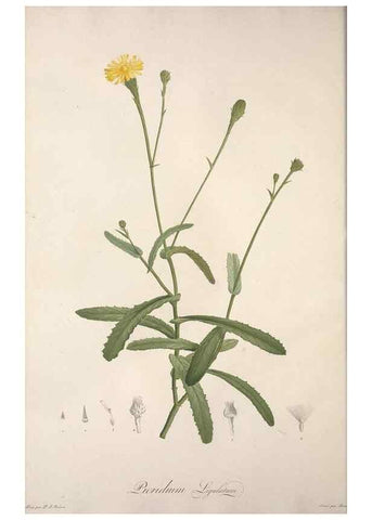 Reproducción/Reproduction 49499685417: Jardin de la Malmaison. A Paris :De l'imprimerie de Crapelet, et se trouve chez l'auteur ...,1803-1804.. 