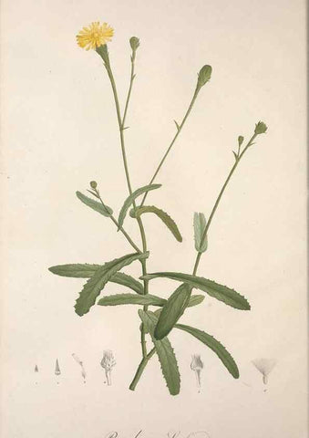 Reproducción/Reproduction 49499685417: Jardin de la Malmaison. A Paris :De l'imprimerie de Crapelet, et se trouve chez l'auteur ...,1803-1804.. 