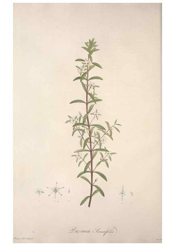 Reproducción/Reproduction 49499687502: Jardin de la Malmaison. A Paris :De l'imprimerie de Crapelet, et se trouve chez l'auteur ...,1803-1804.. 