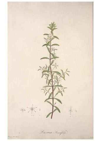 Reproducción/Reproduction 49499687502: Jardin de la Malmaison. A Paris :De l'imprimerie de Crapelet, et se trouve chez l'auteur ...,1803-1804.. 