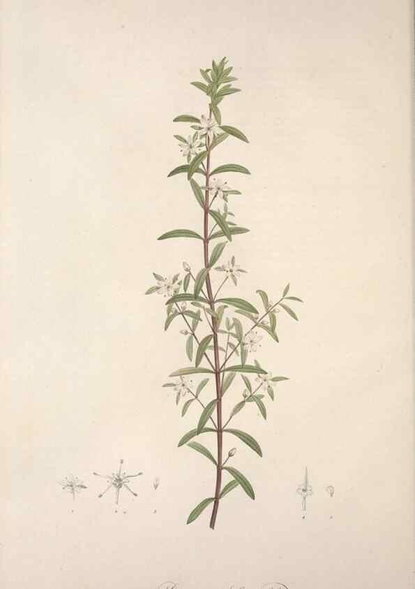 Reproducción/Reproduction 49499687502: Jardin de la Malmaison. A Paris :De l'imprimerie de Crapelet, et se trouve chez l'auteur ...,1803-1804.. 