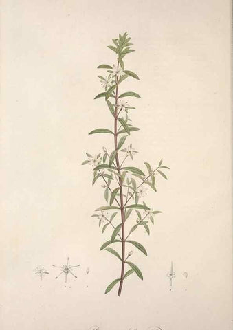 Reproducción/Reproduction 49499687502: Jardin de la Malmaison. A Paris :De l'imprimerie de Crapelet, et se trouve chez l'auteur ...,1803-1804.. 