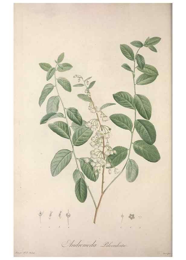 Reproducción/Reproduction 49498965243: Jardin de la Malmaison. A Paris :De l'imprimerie de Crapelet, et se trouve chez l'auteur ...,1803-1804.. 