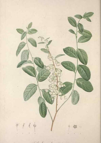 Reproducción/Reproduction 49498965243: Jardin de la Malmaison. A Paris :De l'imprimerie de Crapelet, et se trouve chez l'auteur ...,1803-1804.. 