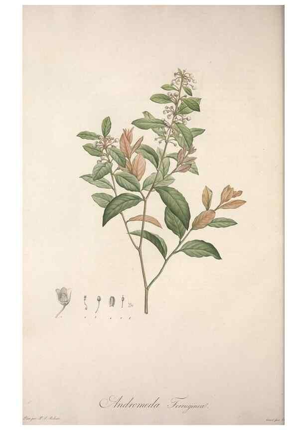 Reproducción/Reproduction 49498965433: Jardin de la Malmaison. A Paris :De l'imprimerie de Crapelet, et se trouve chez l'auteur ...,1803-1804.. 