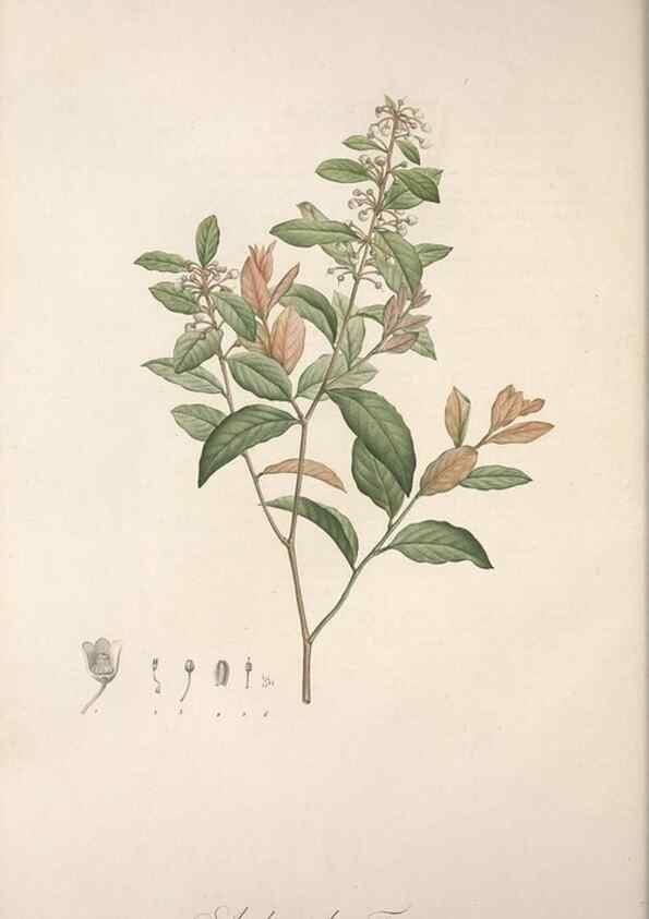 Reproducción/Reproduction 49498965433: Jardin de la Malmaison. A Paris :De l'imprimerie de Crapelet, et se trouve chez l'auteur ...,1803-1804.. 