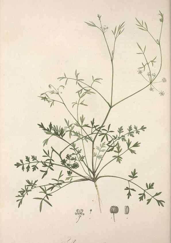 Reproducción/Reproduction 49498965643: Jardin de la Malmaison. A Paris :De l'imprimerie de Crapelet, et se trouve chez l'auteur ...,1803-1804.. 