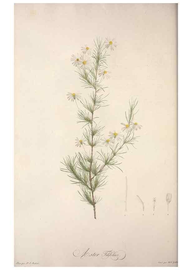 Reproducción/Reproduction 49499464396: Jardin de la Malmaison. A Paris :De l'imprimerie de Crapelet, et se trouve chez l'auteur ...,1803-1804.. 