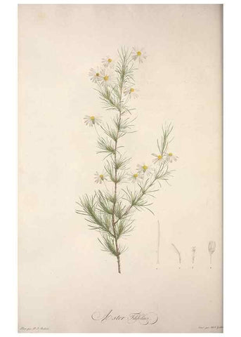 Reproducción/Reproduction 49499464396: Jardin de la Malmaison. A Paris :De l'imprimerie de Crapelet, et se trouve chez l'auteur ...,1803-1804.. 