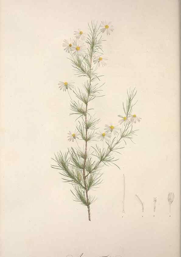 Reproducción/Reproduction 49499464396: Jardin de la Malmaison. A Paris :De l'imprimerie de Crapelet, et se trouve chez l'auteur ...,1803-1804.. 