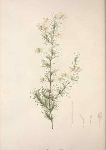 Reproducción/Reproduction 49499464396: Jardin de la Malmaison. A Paris :De l'imprimerie de Crapelet, et se trouve chez l'auteur ...,1803-1804.. 