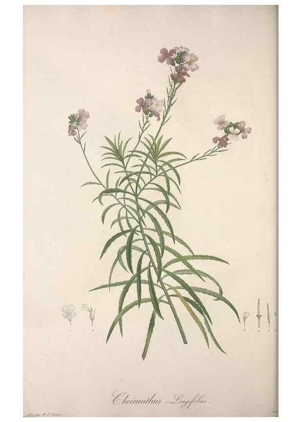 Reproducción/Reproduction 49499688692: Jardin de la Malmaison. A Paris :De l'imprimerie de Crapelet, et se trouve chez l'auteur ...,1803-1804.. 