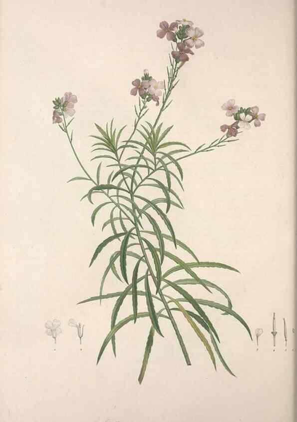 Reproducción/Reproduction 49499688692: Jardin de la Malmaison. A Paris :De l'imprimerie de Crapelet, et se trouve chez l'auteur ...,1803-1804.. 