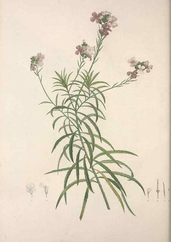 Reproducción/Reproduction 49499688692: Jardin de la Malmaison. A Paris :De l'imprimerie de Crapelet, et se trouve chez l'auteur ...,1803-1804.. 