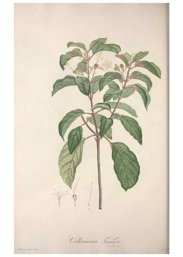 Reproducción/Reproduction 49498966313: Jardin de la Malmaison. A Paris :De l'imprimerie de Crapelet, et se trouve chez l'auteur ...,1803-1804.. 