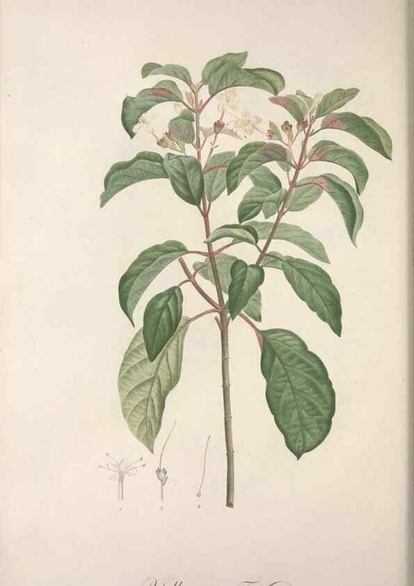 Reproducción/Reproduction 49498966313: Jardin de la Malmaison. A Paris :De l'imprimerie de Crapelet, et se trouve chez l'auteur ...,1803-1804.. 