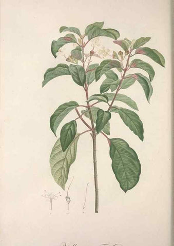 Reproducción/Reproduction 49498966313: Jardin de la Malmaison. A Paris :De l'imprimerie de Crapelet, et se trouve chez l'auteur ...,1803-1804.. 