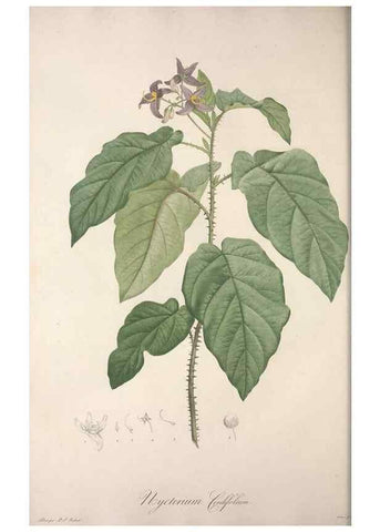 Reproducción/Reproduction 49498966513: Jardin de la Malmaison. A Paris :De l'imprimerie de Crapelet, et se trouve chez l'auteur ...,1803-1804.. 