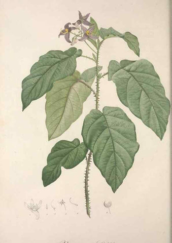 Reproducción/Reproduction 49498966513: Jardin de la Malmaison. A Paris :De l'imprimerie de Crapelet, et se trouve chez l'auteur ...,1803-1804.. 