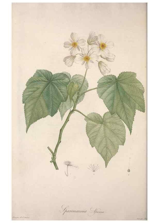 Reproducción/Reproduction 49499463491: Jardin de la Malmaison. A Paris :De l'imprimerie de Crapelet, et se trouve chez l'auteur ...,1803-1804.. 