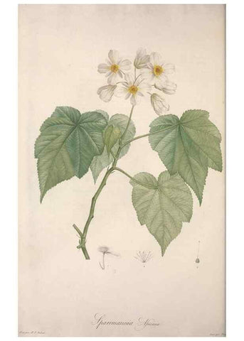 Reproducción/Reproduction 49499463491: Jardin de la Malmaison. A Paris :De l'imprimerie de Crapelet, et se trouve chez l'auteur ...,1803-1804.. 