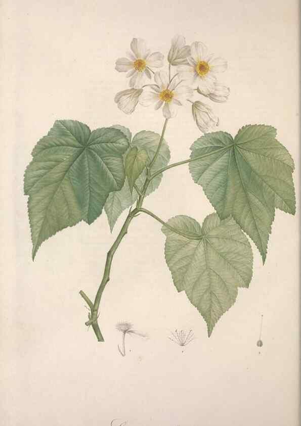 Reproducción/Reproduction 49499463491: Jardin de la Malmaison. A Paris :De l'imprimerie de Crapelet, et se trouve chez l'auteur ...,1803-1804.. 