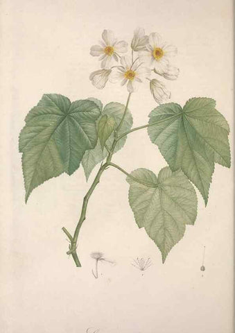 Reproducción/Reproduction 49499463491: Jardin de la Malmaison. A Paris :De l'imprimerie de Crapelet, et se trouve chez l'auteur ...,1803-1804.. 